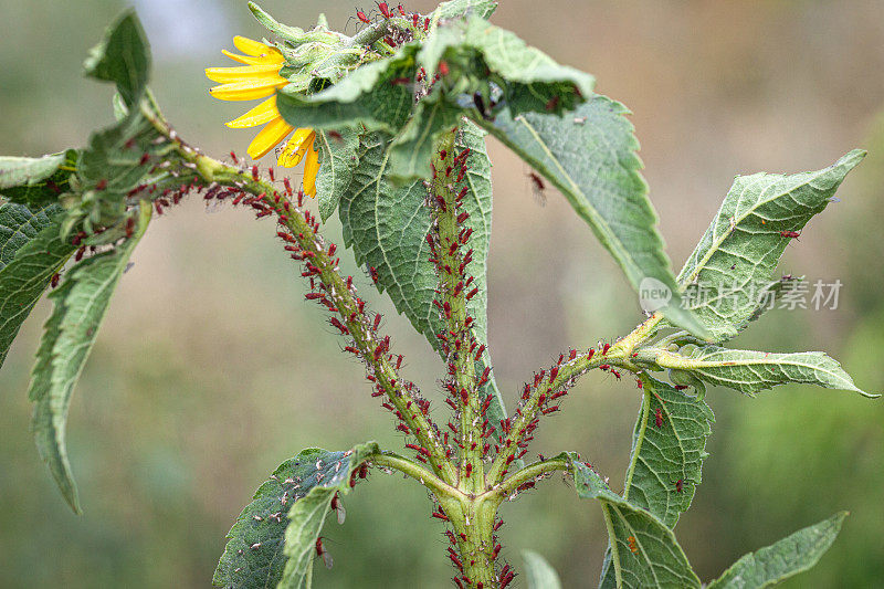 Pucerons，蚜虫，(Uroleucon rudbeckia)，红色蚜虫